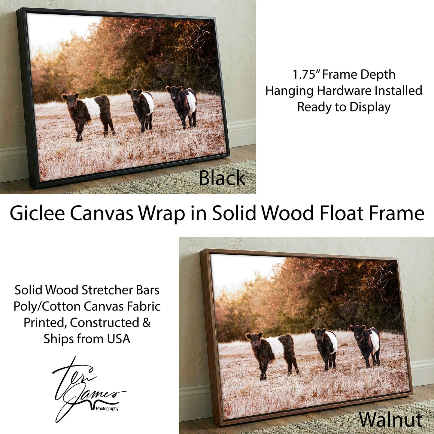 Belted Galloway Cattle Photo – Pasture Animal Artwork & Rural Landscape Art Print Canvas-Black Frame / 12 x 18 Inches Wall Art Teri James Photography