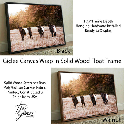 Belted Galloway Cattle Photo – Pasture Animal Artwork & Rural Landscape Art Print Canvas-Black Frame / 12 x 18 Inches Wall Art Teri James Photography