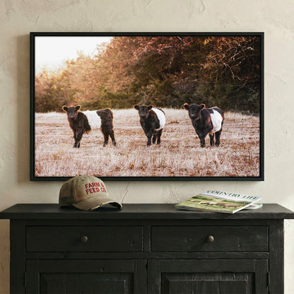 Belted Galloway Cattle Photo – Pasture Animal Artwork & Rural Landscape Art Print Wall Art Teri James Photography