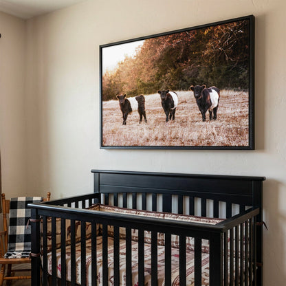Belted Galloway Cattle Photo – Pasture Animal Artwork & Rural Landscape Art Print Wall Art Teri James Photography