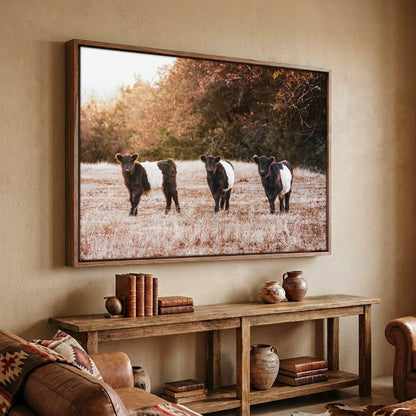Belted Galloway Cattle Photo – Rural Landscape Art Print Canvas-Walnut Frame / 12 x 18 Inches