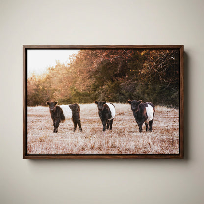 Belted Galloway Cattle Photo – Rural Landscape Art Print
