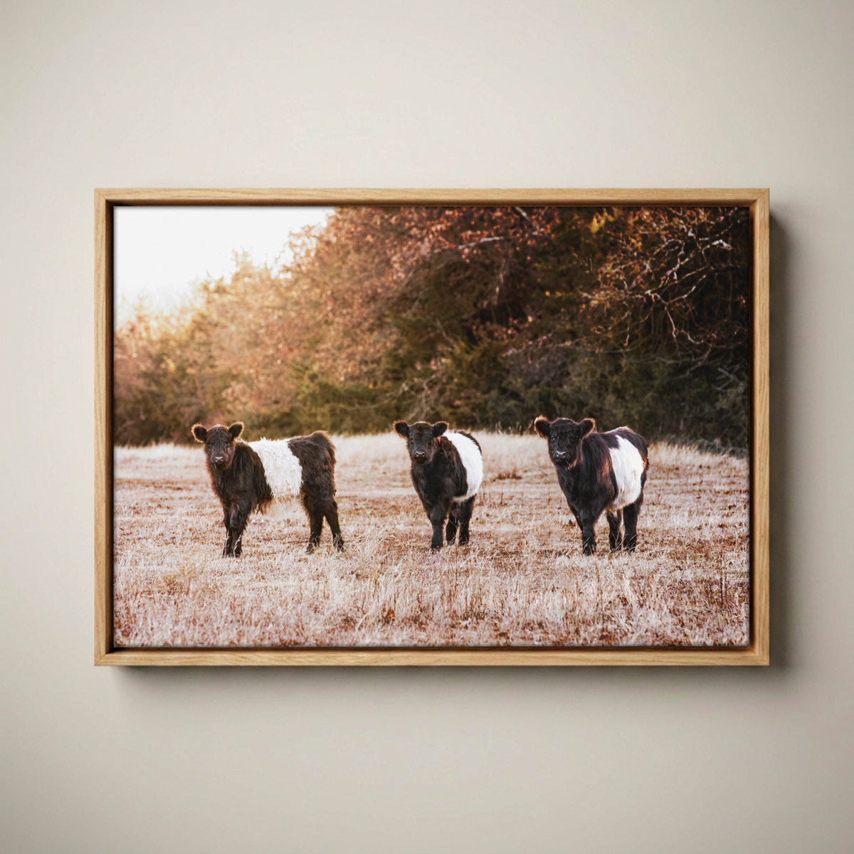 Belted Galloway Cattle Photo – Rural Landscape Art Print Canvas-Natural Oak Float Frame / 12 x 18 Inches