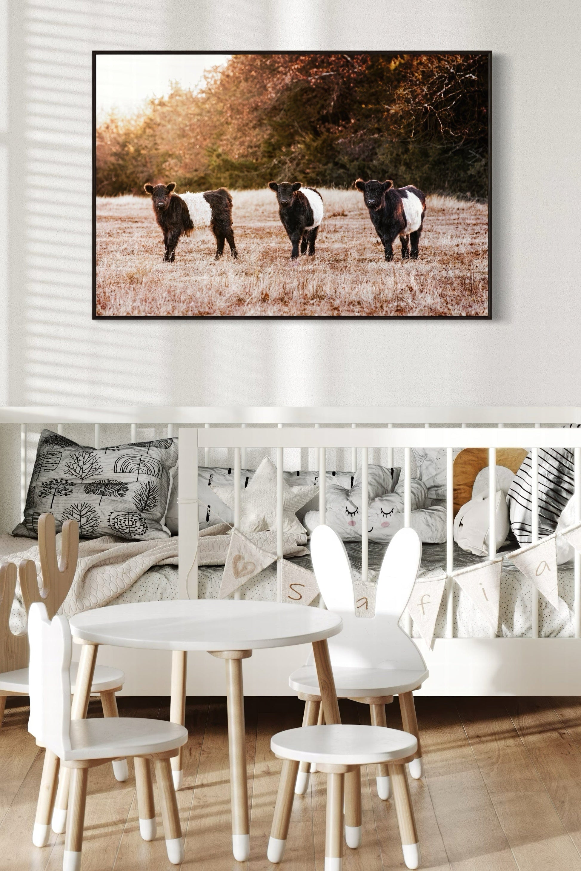 Belted Galloway Cattle Photo Wall Art Teri James Photography