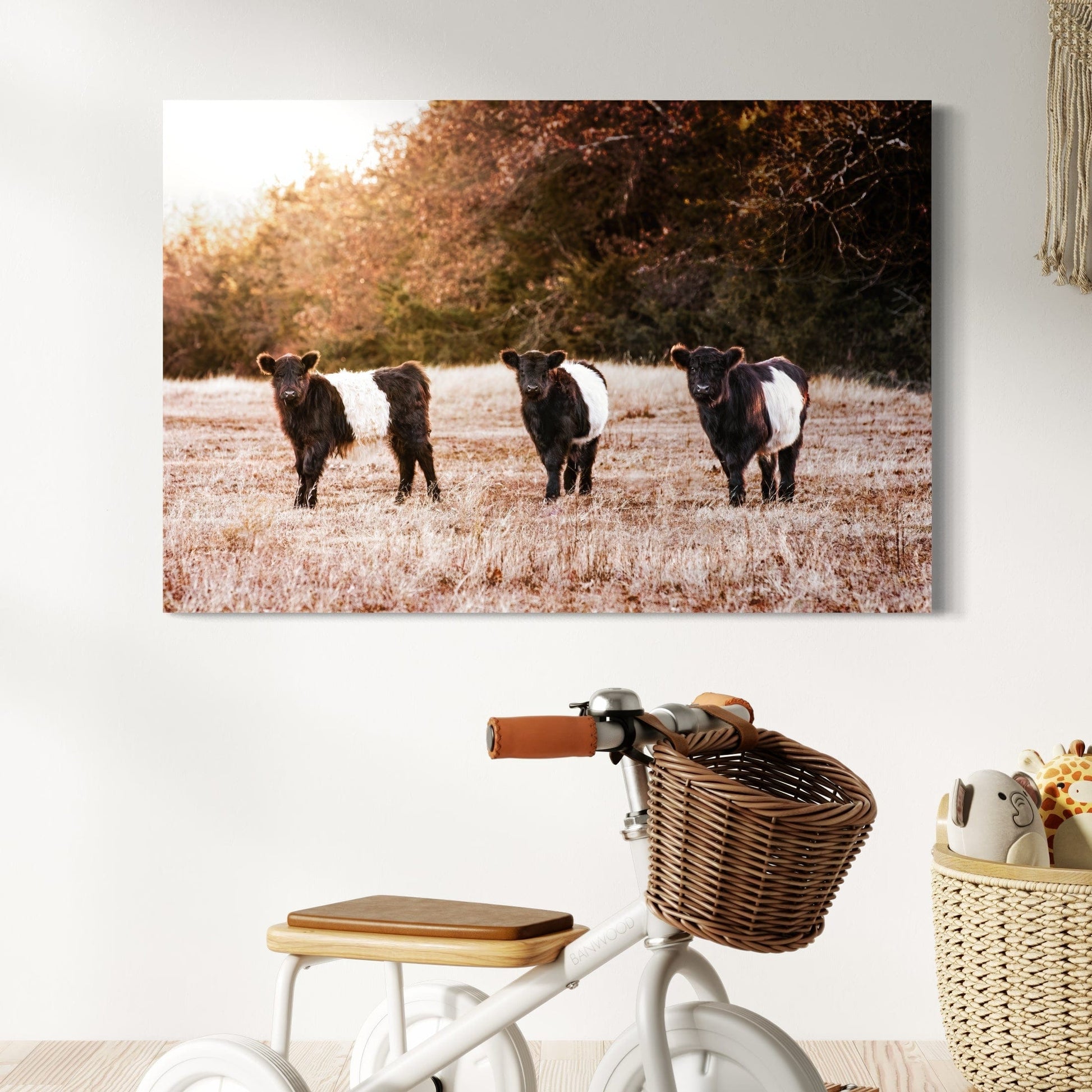 Belted Galloway Cattle Photo Wall Art Teri James Photography