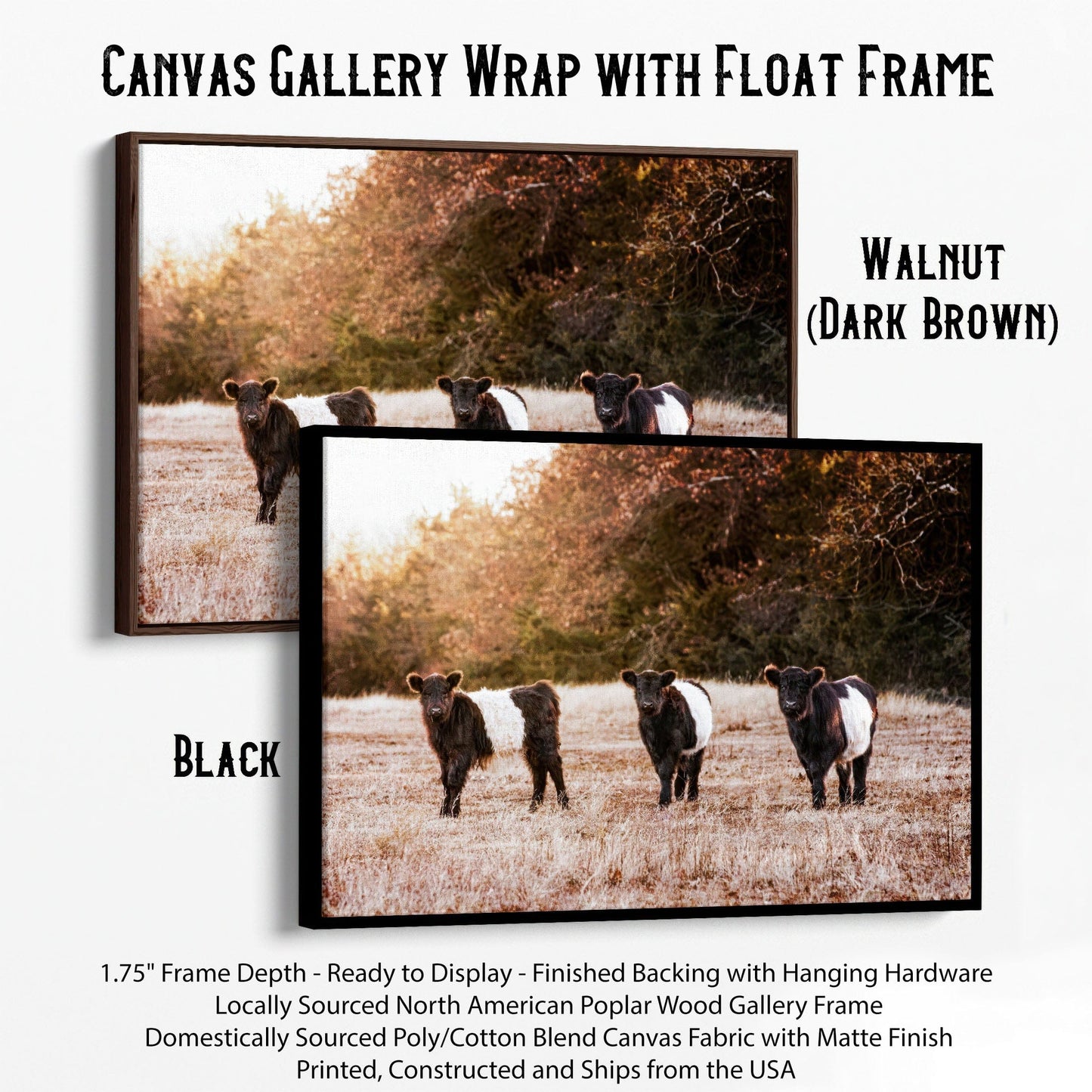 Belted Galloway Cattle Photo Canvas-Black Frame / 12 x 18 Inches Wall Art Teri James Photography