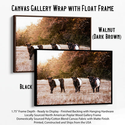 Belted Galloway Cattle Photo Canvas-Black Frame / 12 x 18 Inches Wall Art Teri James Photography