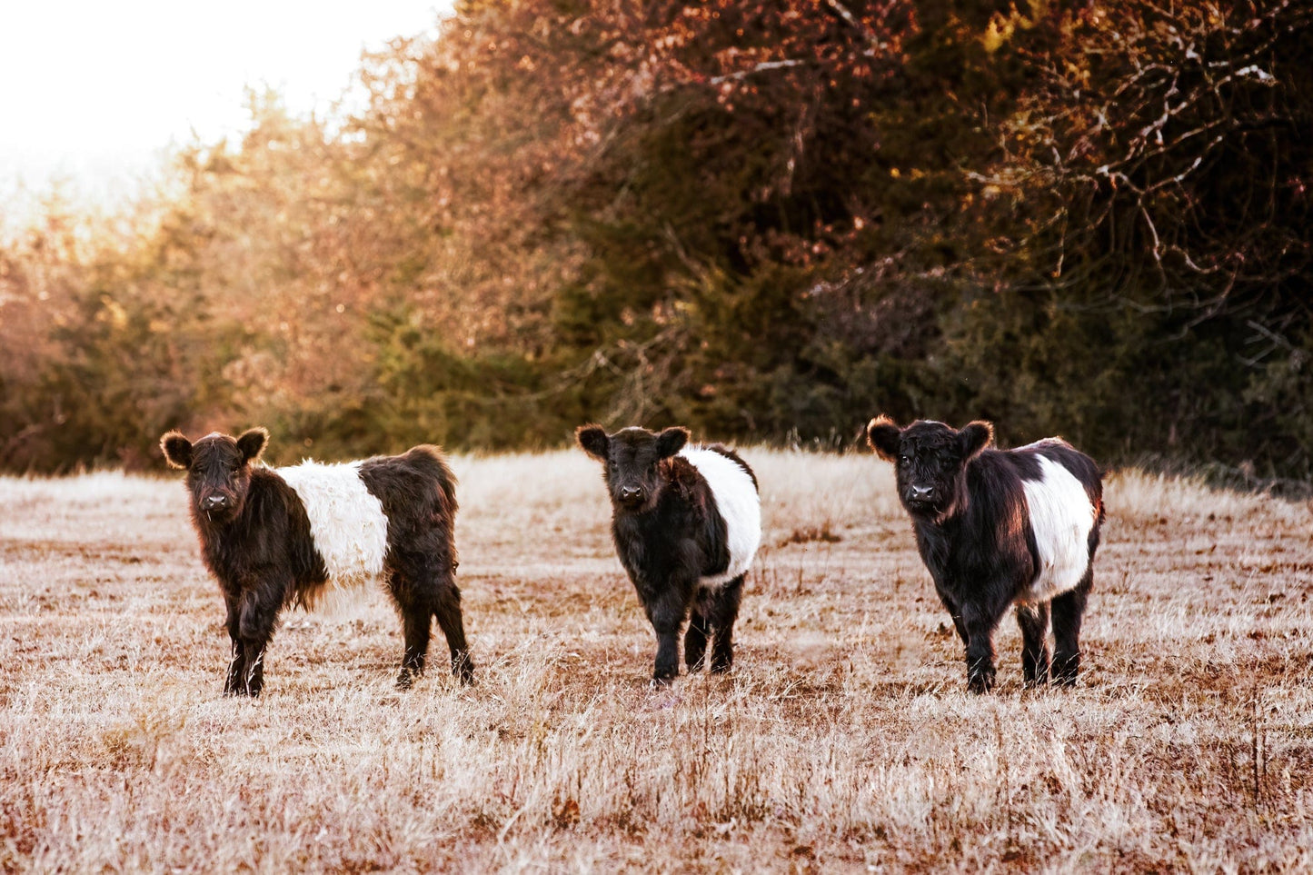 Belted Galloway Cattle Photo Paper Photo Print / 12 x 18 Inches Wall Art Teri James Photography