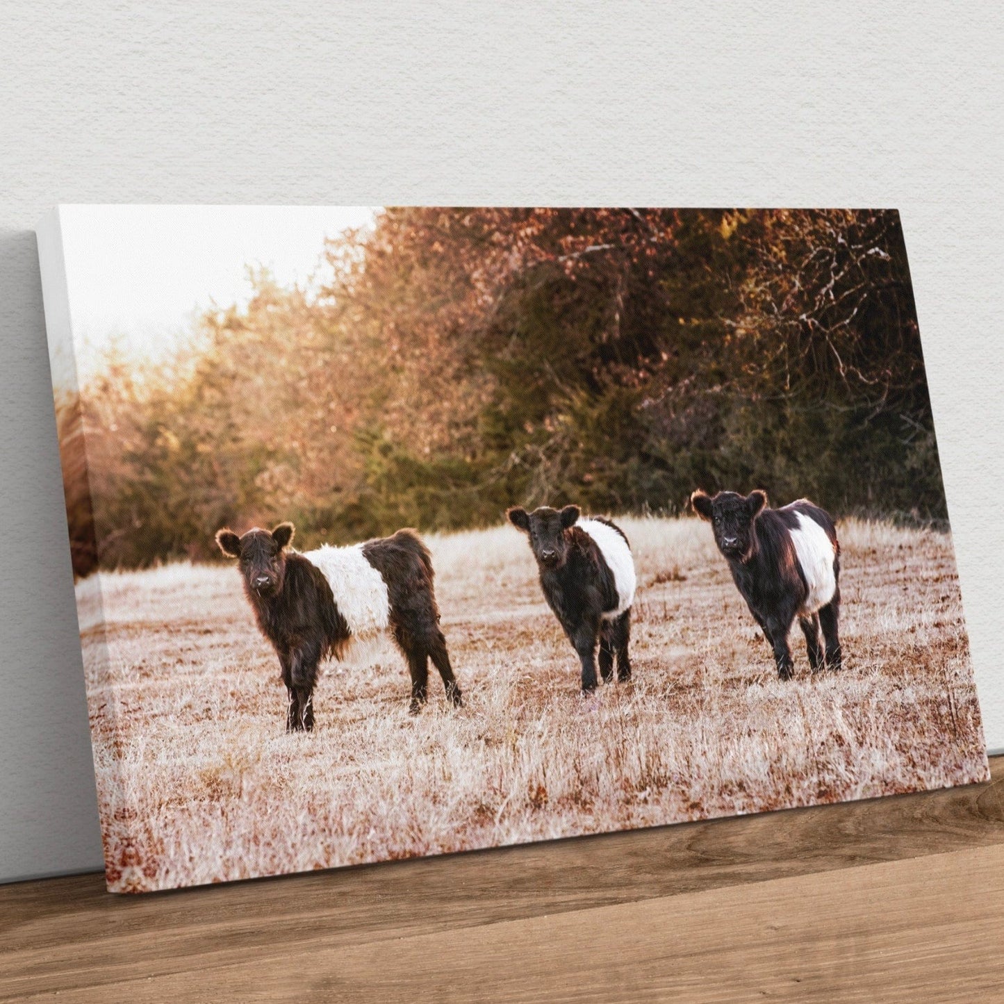 Belted Galloway Cattle Photo Canvas-Unframed / 12 x 18 Inches Wall Art Teri James Photography