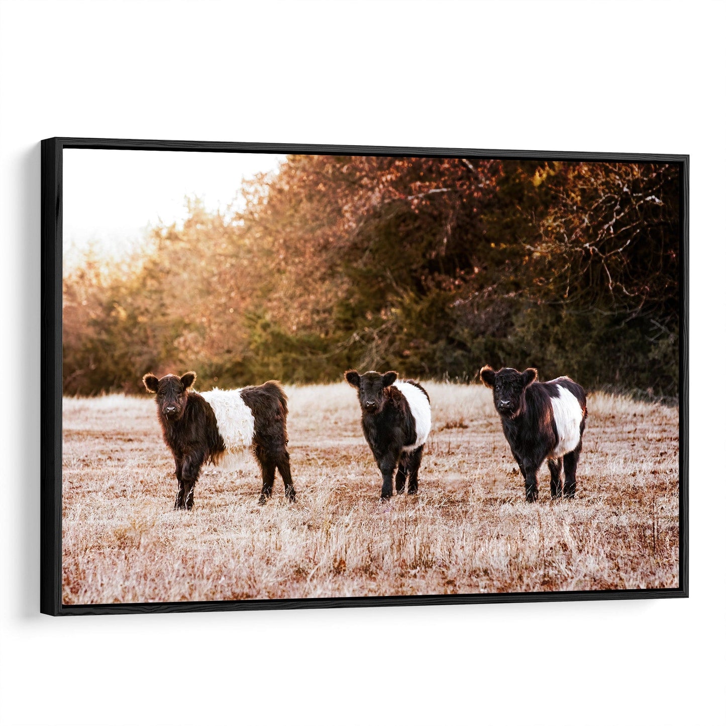 Belted Galloway Cattle Photo Wall Art Teri James Photography