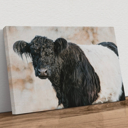 Belted Galloway Cow Canvas Art Canvas-Unframed / 12 x 18 Inches Wall Art Teri James Photography
