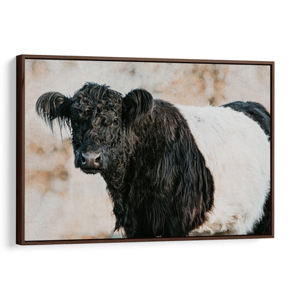 Belted Galloway Cow Canvas Art Canvas-Walnut Frame / 12 x 18 Inches Wall Art Teri James Photography
