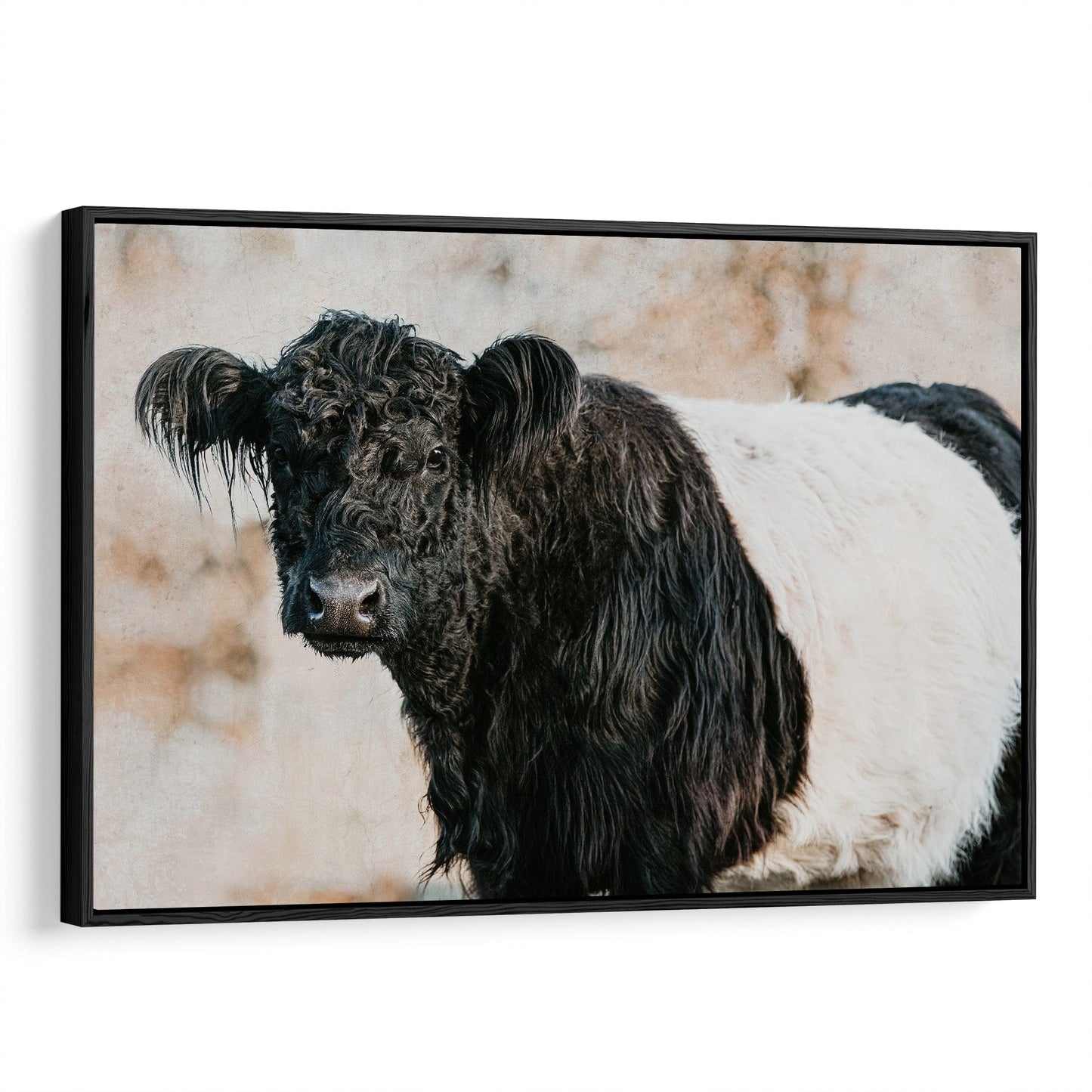 Belted Galloway Cow Canvas Art Canvas-Black Frame / 12 x 18 Inches Wall Art Teri James Photography