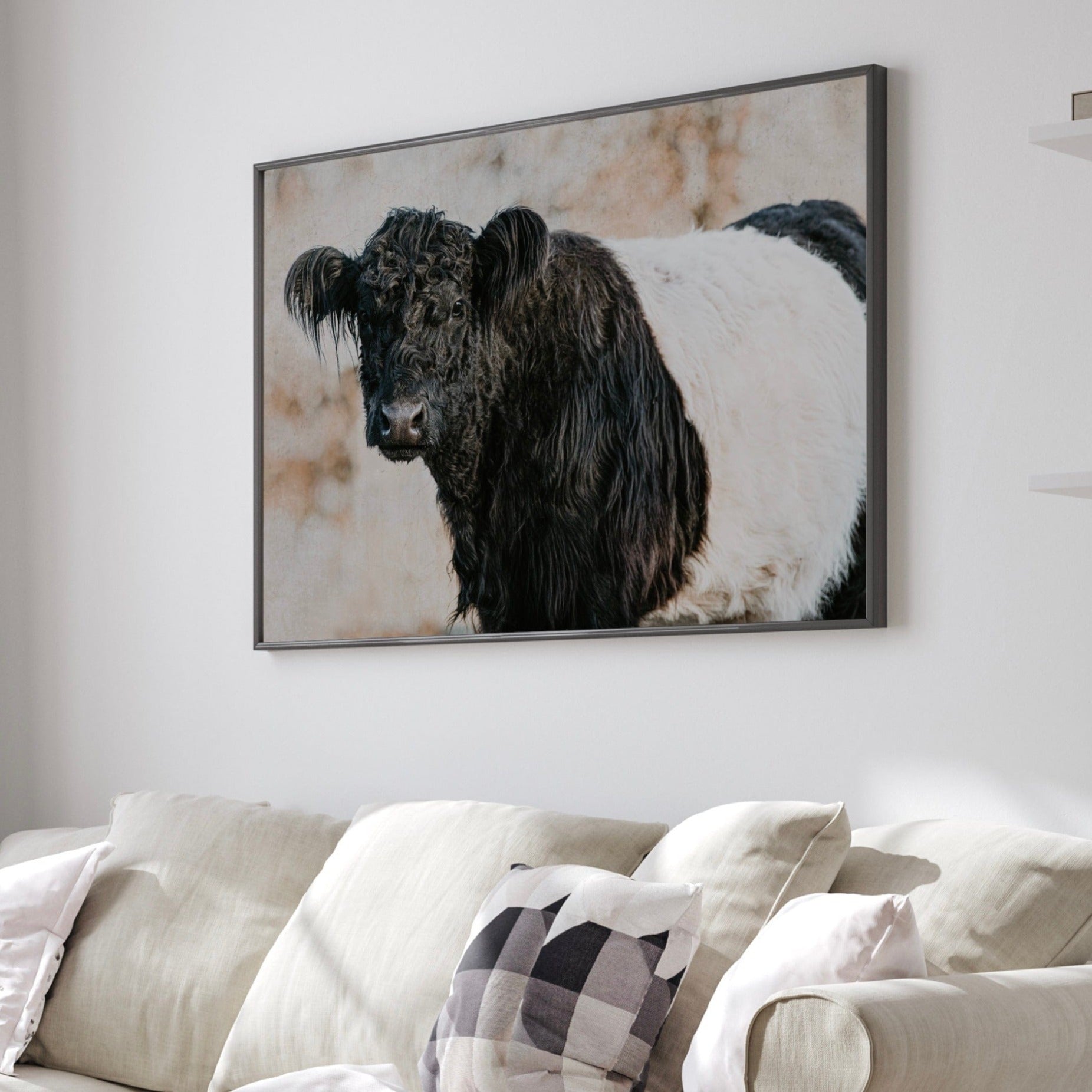 Belted Galloway Cow Canvas Wall Art Teri James Photography