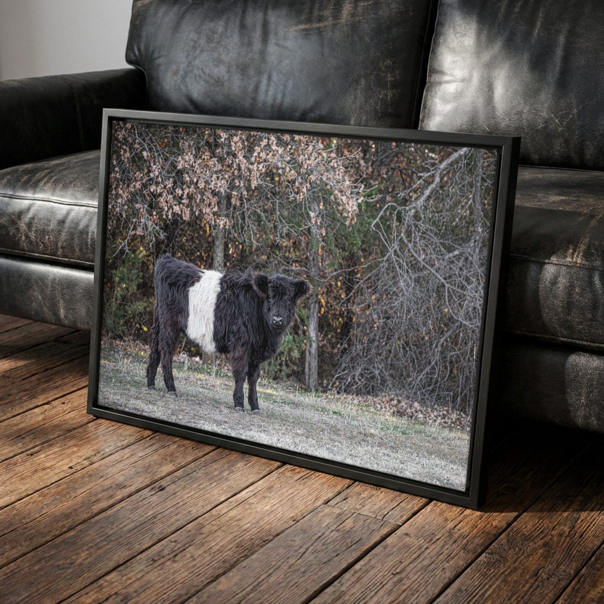 Beltie Cow Photo - Belted Galloway Farm Animal Canvas-Black Frame / 12 x 18 Inches