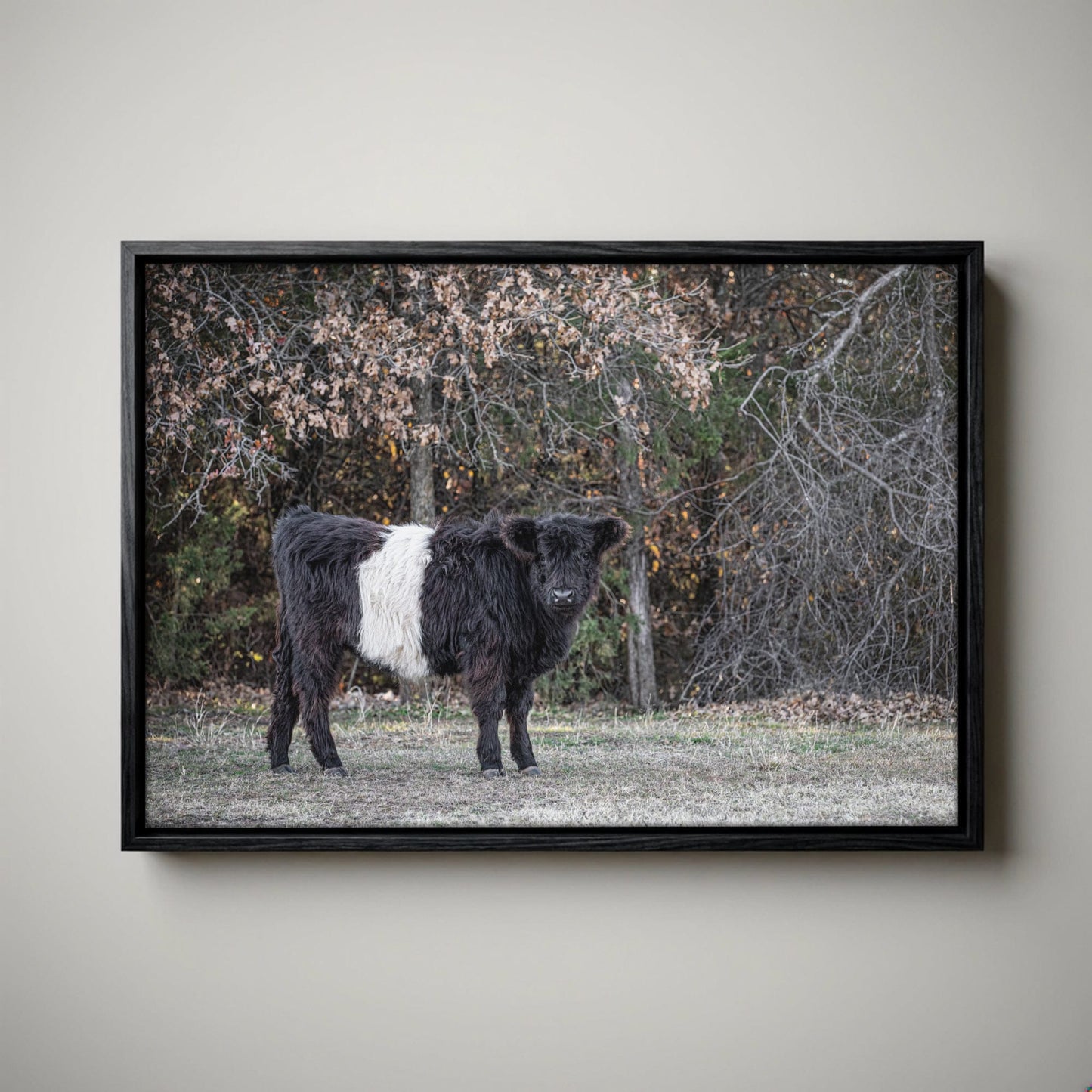 Beltie Cow Photo - Belted Galloway Farm Animal