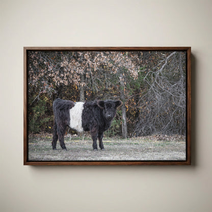 Beltie Cow Photo - Belted Galloway Farm Animal