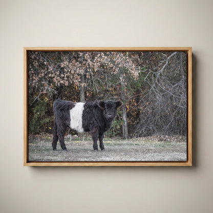 Beltie Cow Photo - Belted Galloway Farm Animal Canvas-Natural Oak Float Frame / 12 x 18 Inches