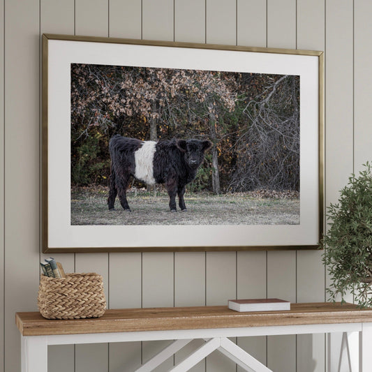 Beltie Cow Photo - Belted Galloway Wall Art Teri James Photography