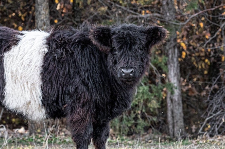 Beltie Cow Photo - Belted Galloway Wall Art Teri James Photography