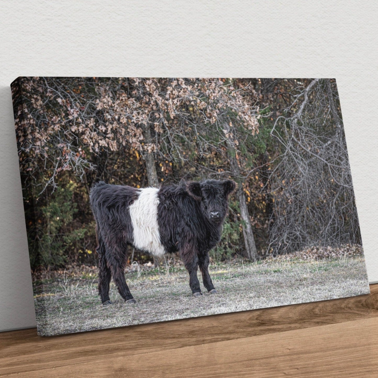 Beltie Cow Photo - Belted Galloway Canvas-Unframed / 12 x 18 Inches Wall Art Teri James Photography