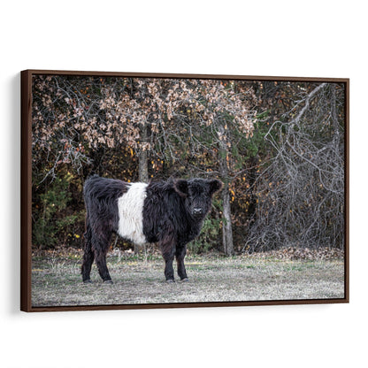 Beltie Cow Photo - Belted Galloway Canvas-Walnut Frame / 12 x 18 Inches Wall Art Teri James Photography