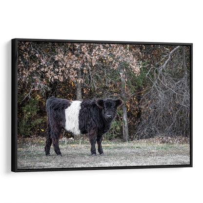 Beltie Cow Photo - Belted Galloway Canvas-Black Frame / 12 x 18 Inches Wall Art Teri James Photography