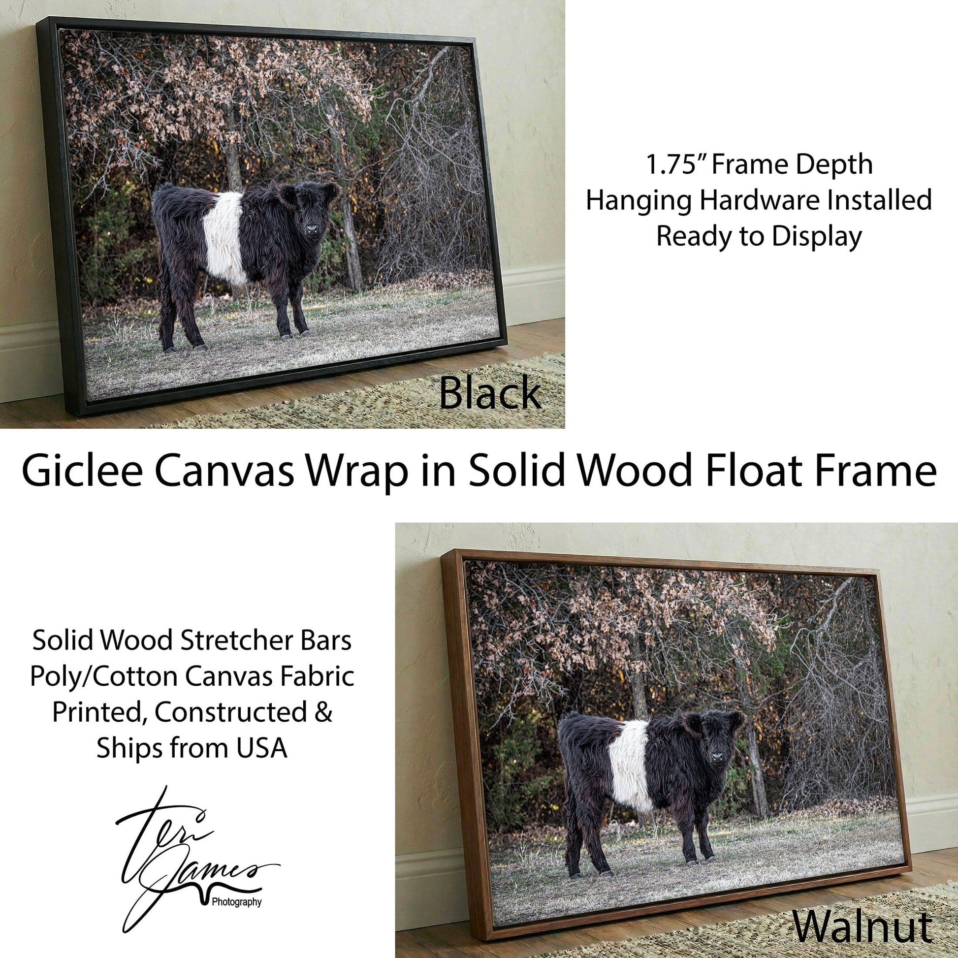 Beltie Cow Photo - Rustic Belted Galloway Farm Animal Decor Canvas-Black Frame / 12 x 18 Inches Wall Art Teri James Photography
