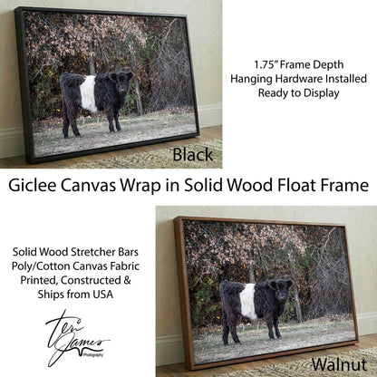Beltie Cow Photo - Rustic Belted Galloway Farm Animal Decor Canvas-Black Frame / 12 x 18 Inches Wall Art Teri James Photography