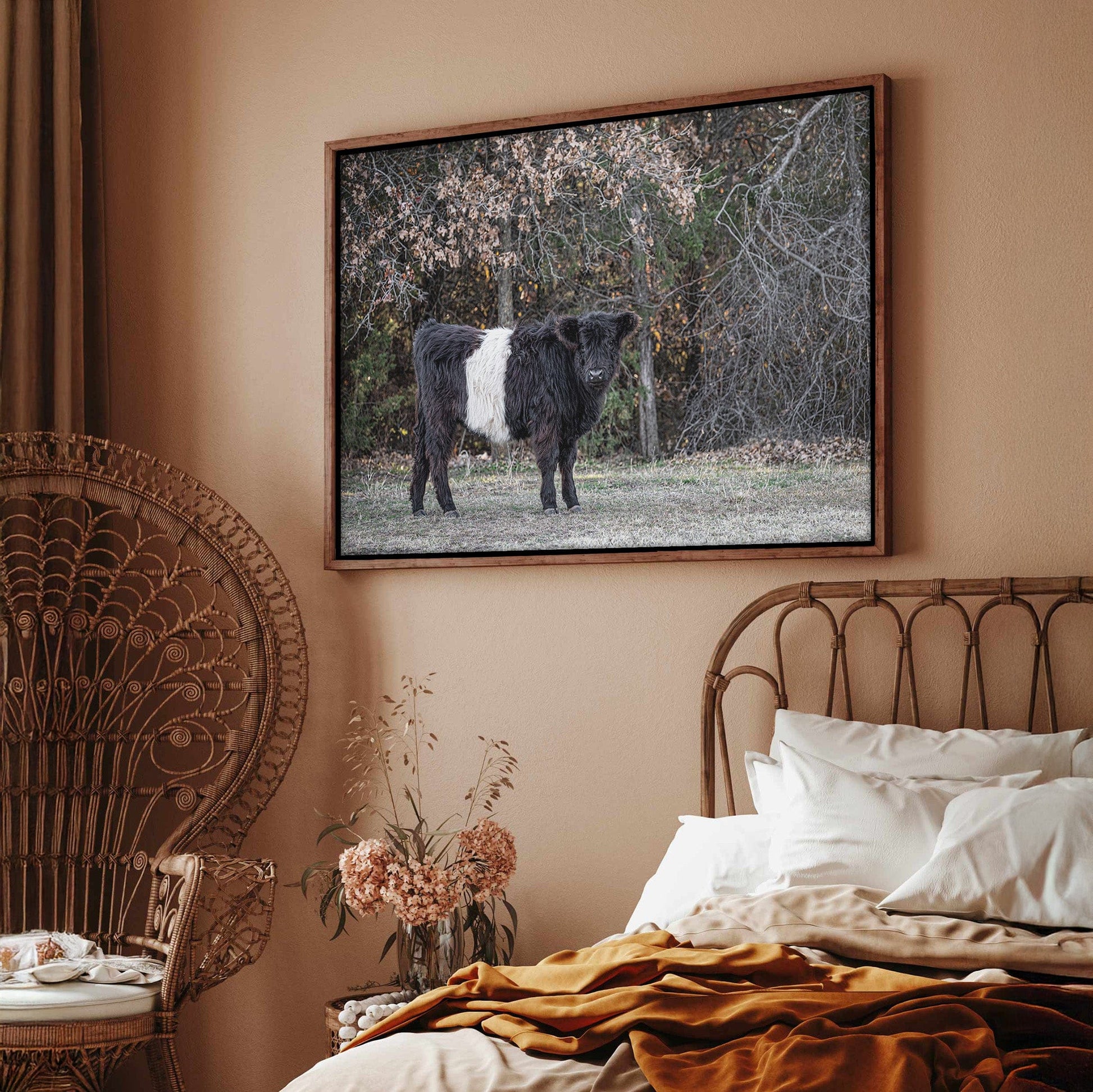 Beltie Cow Photo - Rustic Belted Galloway Farm Animal Decor Wall Art Teri James Photography