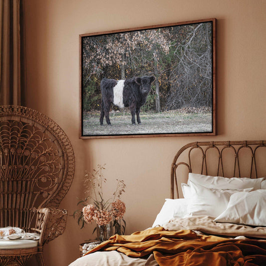 Beltie Cow Photo - Rustic Belted Galloway Farm Animal Decor Wall Art Teri James Photography
