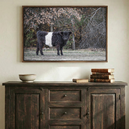 Beltie Cow Photo - Rustic Belted Galloway Farm Animal Decor Wall Art Teri James Photography