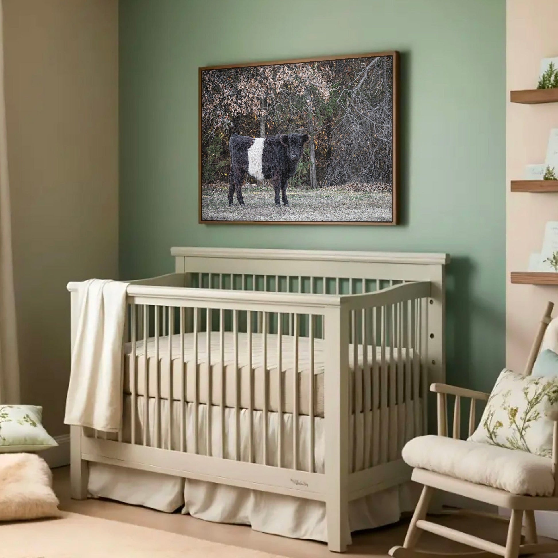 Beltie Cow Photo - Rustic Belted Galloway Farm Animal Decor Wall Art Teri James Photography