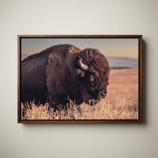 Bison Bull Canvas Print - Wichita Mountains Wildlife Refuge