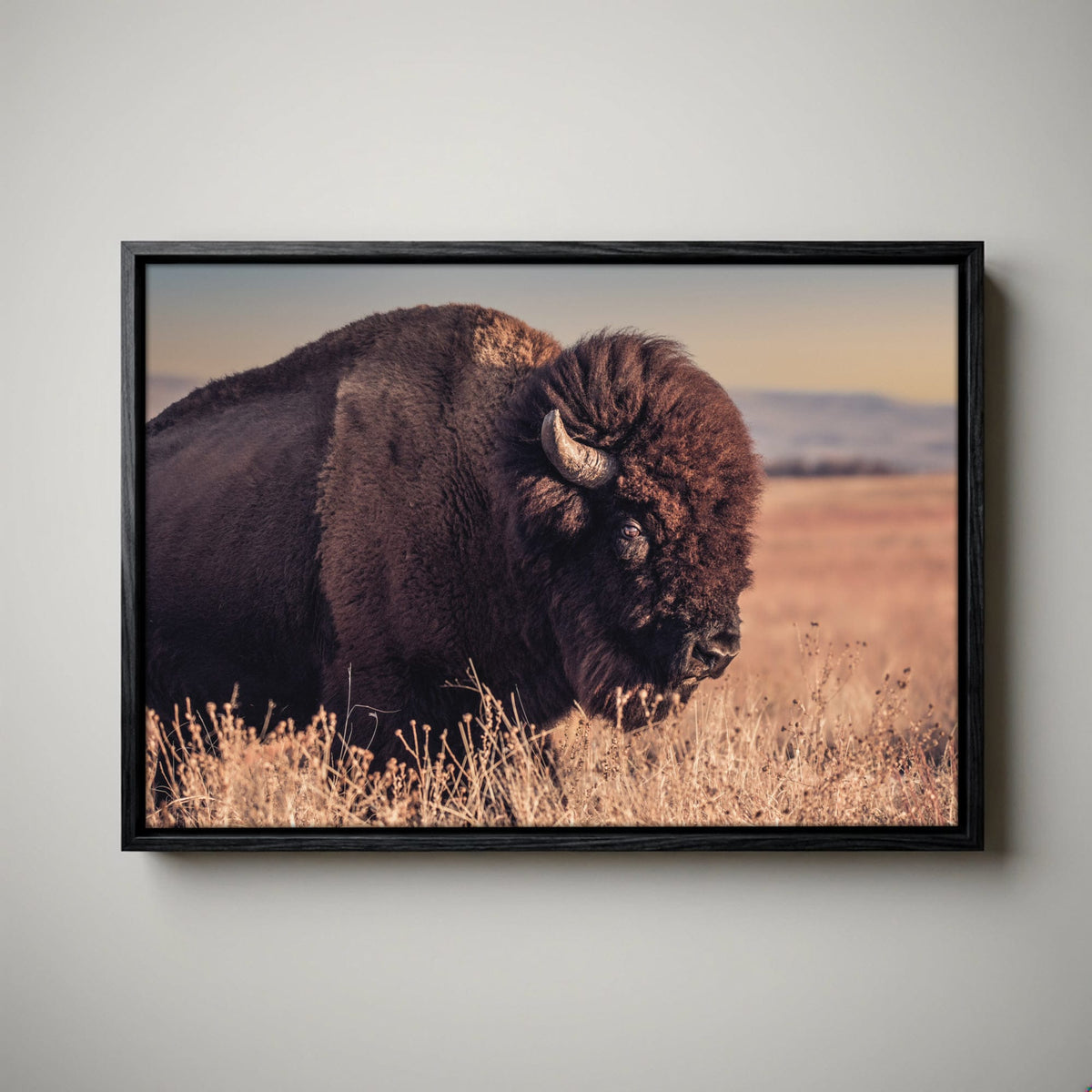 Bison Bull Canvas Print - Wichita Mountains Wildlife Refuge