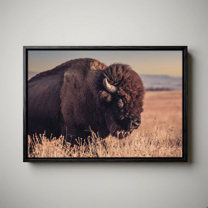 Bison Bull Canvas Print - Wichita Mountains Wildlife Refuge