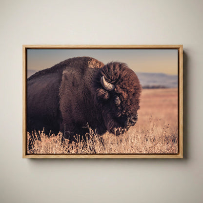 Bison Bull Canvas Print - Wichita Mountains Wildlife Refuge Canvas-Natural Oak Float Frame / 12 x 18 Inches