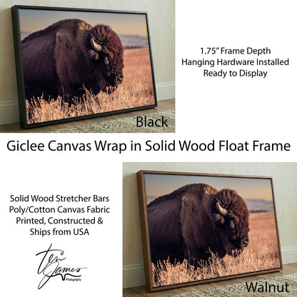 Bison Bull Canvas Print - Wichita Mountains Wildlife Refuge Canvas-Black Frame / 12 x 18 Inches Wall Art Teri James Photography