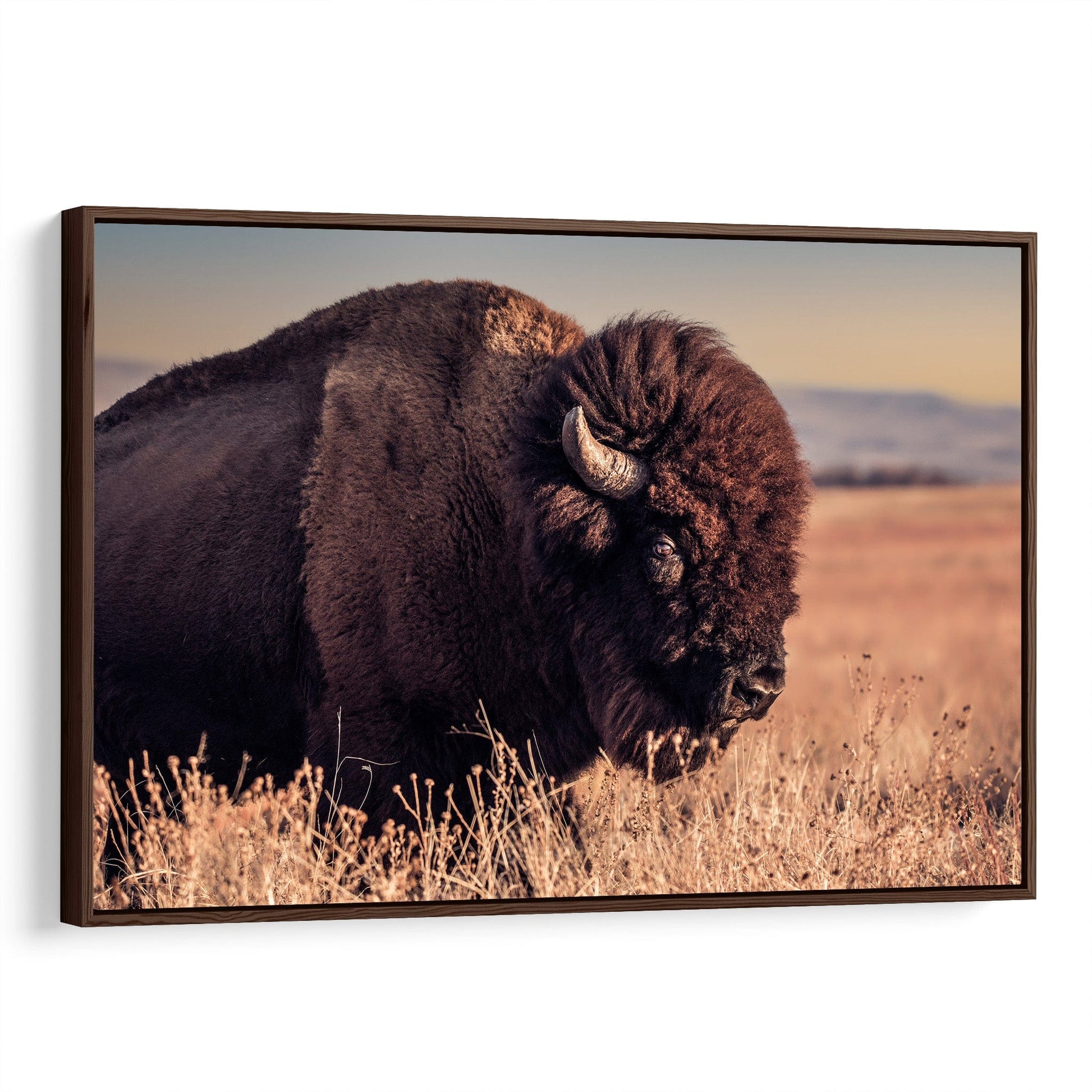 Bison Bull Canvas Print - Wichita Mountains Wildlife Refuge Canvas-Walnut Frame / 12 x 18 Inches Wall Art Teri James Photography
