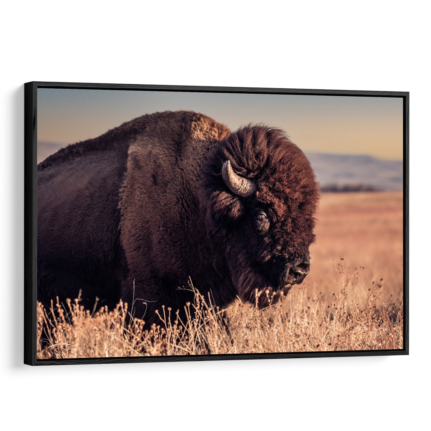 Bison Bull Canvas Print - Wichita Mountains Wildlife Refuge Canvas-Black Frame / 12 x 18 Inches Wall Art Teri James Photography
