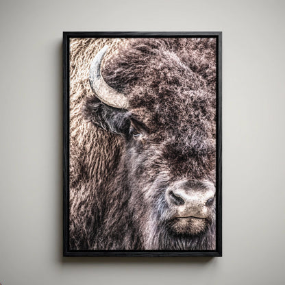 Bison Bull Canvas - Wildlife Wall Art