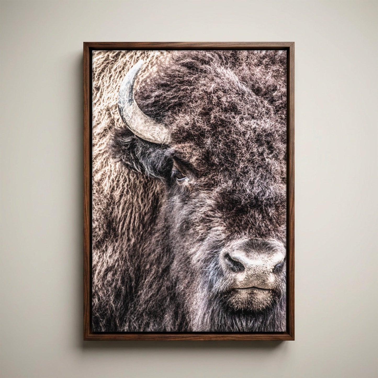 Bison Bull Canvas - Wildlife Wall Art
