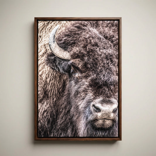 Bison Bull Canvas - Wildlife Wall Art