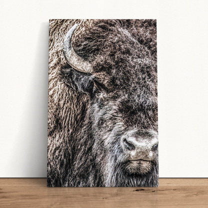 Bison Bull Closeup Photo Canvas Wall Art Teri James Photography