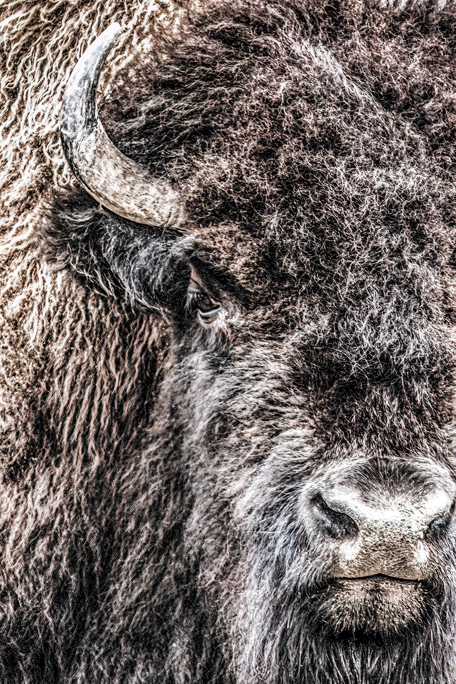 Bison Bull Closeup Photo Canvas Paper Photo Print / 12 x 18 Inches Wall Art Teri James Photography