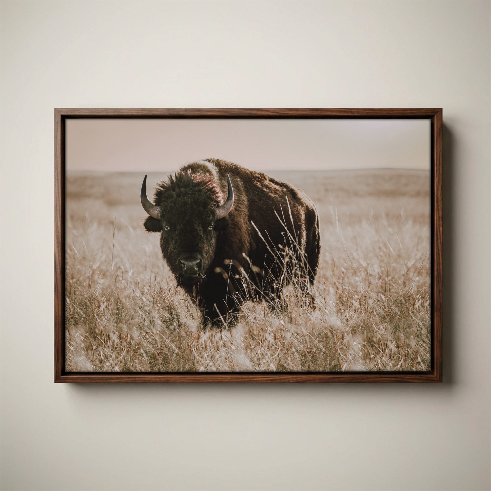 Bison Canvas Print - Buffalo Wall Art - Tallgrass Prairie Decor