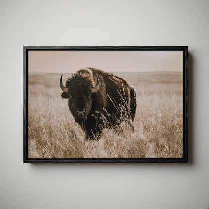 Bison Canvas Print - Buffalo Wall Art - Tallgrass Prairie Decor