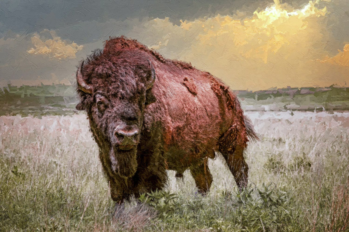 Bison Canvas Print with Painting Effect Mounted Photo Print / 12 x 18 Inches Wall Art Teri James Photography