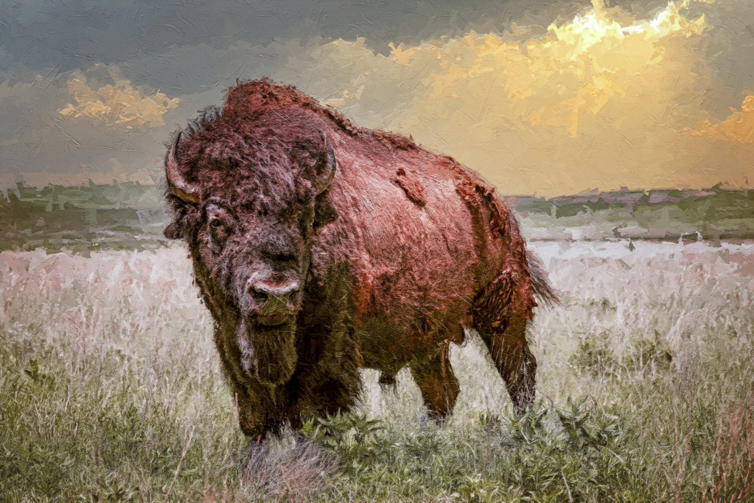 Bison Canvas Print with Painting Effect Mounted Photo Print / 12 x 18 Inches Wall Art Teri James Photography