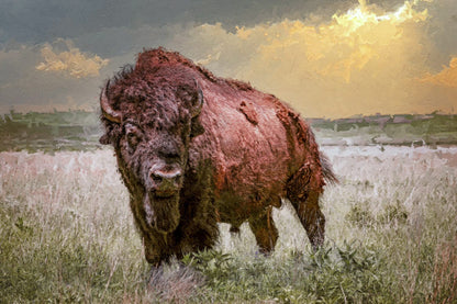 Bison Canvas Print with Painting Effect Mounted Photo Print / 12 x 18 Inches Wall Art Teri James Photography